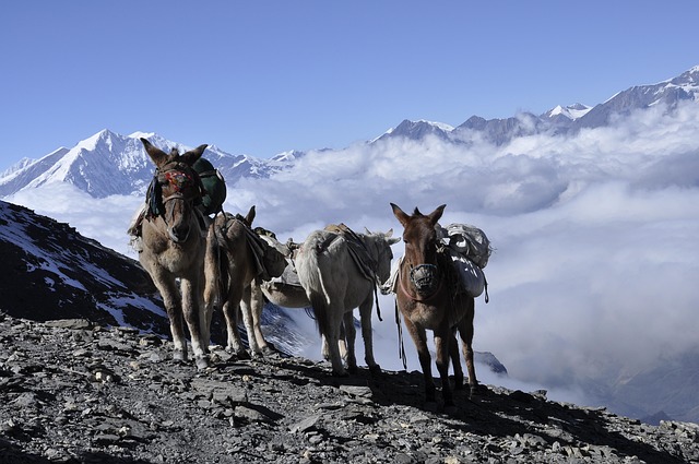 annapurna base camps